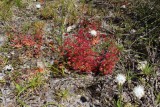 Drosera purpurascens