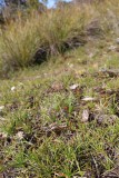 Drosera microphylla