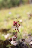 Drosera microphylla