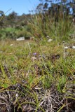 Drosera microphylla