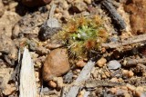 Drosera platystigma