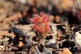 Drosera gibsonii