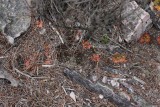 Drosera erythrorhiza ssp.