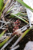 Drosera monticola