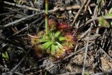 Drosera pulchella 