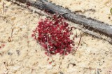 Drosera pygmaea 