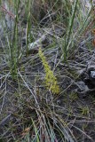 Drosera ramellosa