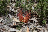 Drosera stolonifera ssp.stolonifera