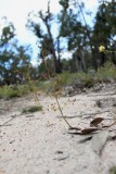 Drosera ?