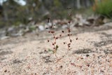 Drosera ?