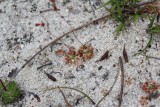 Drosera callistos ( Brookton form )