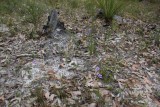 Drosera callistos ( Brookton form )