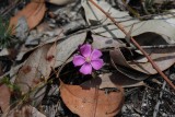 Drosera callistos ( Brookton form )