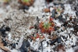 Drosera callistos ( Brookton form )