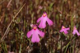 Utricularia multifida