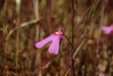 Utricularia multifida