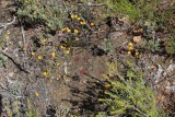 Drosera rosulata