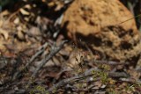 Drosera stolonifera ssp. stolonifera