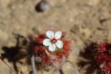 Drosera nitidula ssp. nitidula