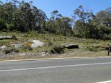 Typical habitat of Drosera microphylla