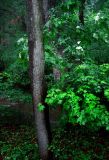 Rainy Tree