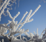 Frost Branches 7566.jpg