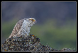 Gyr Falcon, Iceland