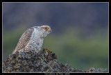 Gyrfalcon, Iceland