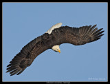 Bald Eagle dive