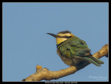 White-Throated Bee-Eater