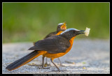 White Crowned Robin Chat