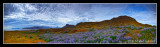 Lupines, somewhere on the Ring Road of Iceland