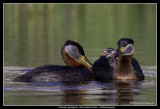 Red-necked Grebe