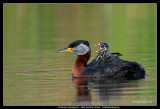 Tired Red-necked Grebe