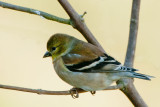 Goldfinch