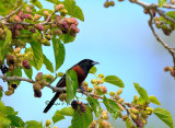 Orchard Oriole