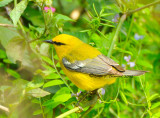 Blue-Winged Warbler