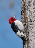 Red Headed Woodpecker