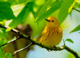 Yellow Warbler