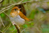 Veery