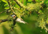 Chestnut-sided Warbler 3