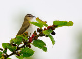 Red-eyed Vireo 2