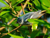 Cerulean Warbler 2