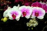 Orchid