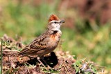Ethiopian short-toed lark - Calandrella erlangeri - Terrera etiopica