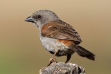 Swaisons sparrow