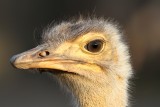 Ostrich - A heads detail from the biggest bird in the World!! 