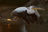 Pelican taking off