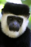 Guereza Colobus