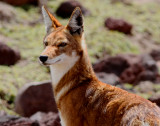Ethiopian wolf - Lobo etiopico - llop etiopi